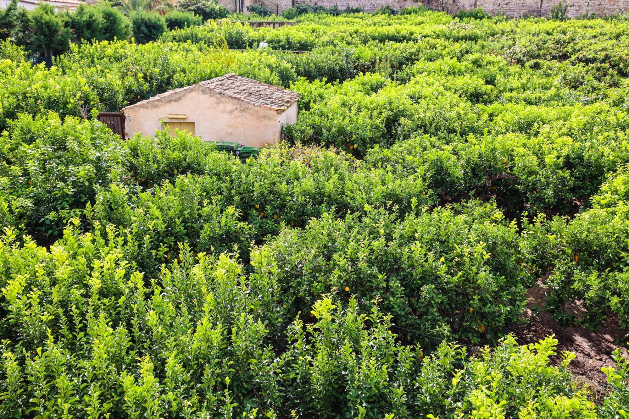 B&B Giardino Dei Cedri Trabia Exterior photo